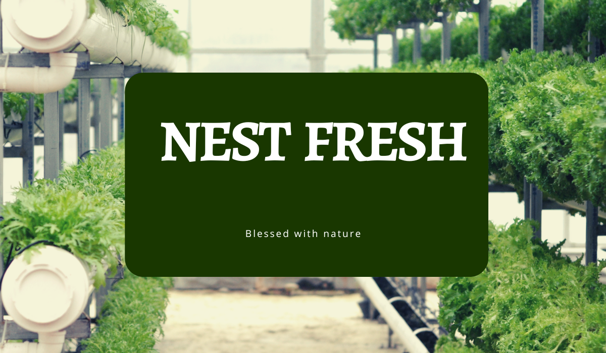 nest fresh